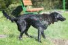 hund 01.jpg