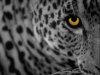 apple-mac-os-x-105-leopard-1024x768.jpg