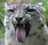 snow_leopard.jpg