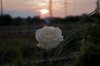 DSC_0147.jpg