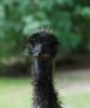emu.jpg