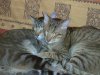 Katzen01.jpg