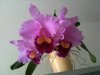 orchidee.jpg