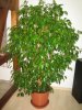 tn_IMG_6219.JPG