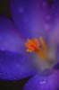 DSC00036.jpg