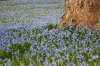 Scilla Blüte b.jpg