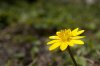 Gelbe Blume.jpg