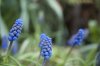 Blaue Blumen.jpg
