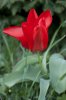 Rote Blume.jpg