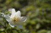 Weisse Blume.jpg