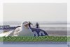 möwe_at.jpg