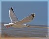 möwe2kl.jpg