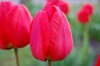 flower_001.jpg