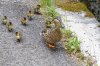 Stockente_2679.jpg