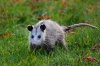 wildlife-6.jpg