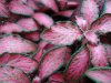 DSC02117.jpg