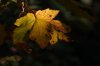 Herbst 2011003.JPG