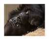 Gorilla-1.jpg