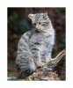 Wildkatze-1.jpg
