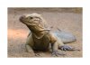 Nashornleguan-1.jpg