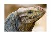 Nashornleguan-2.jpg