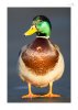 Stockente_m-2.jpg