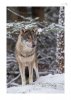 Wolf-1.jpg
