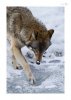 Wolf-3.jpg