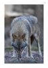 Wolf-7.jpg