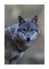 Wolf-8.jpg