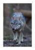 Wolf-9.jpg