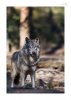 Wolf-10.jpg