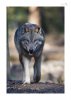 Wolf-11.jpg