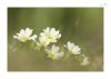 Fruehling-1.jpg