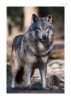 Wolf-1.jpg