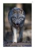 Wolf-11.jpg