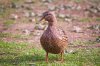 Ente.jpg