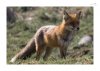 Rotfuchs-3.jpg