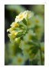 Schlüsselblume-1.jpg