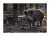 Wildschwein-1.jpg