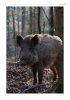 Wildschwein-2.jpg