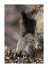 Wildschwein-4.jpg