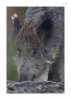 Wildschwein-3.jpg