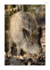 Wildschwein-5.jpg