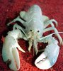 albino-lobster.jpg