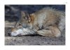 Wolf-15.jpg