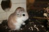 640px-Roborowski_Zwerghamster_002.JPG