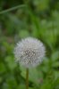DSC_0101.jpg