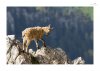 Steinbock-8.jpg