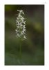 Waldhyazinthe-1.jpg
